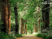 寂静山林—班得瑞  林中四季，光、影、树、路